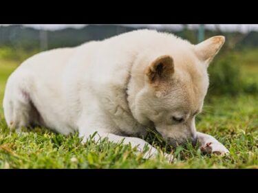 【ライブ】今後の楽園　12:30~