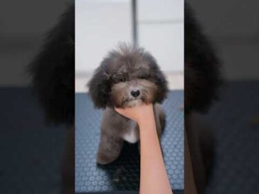 モサモサなお顔から可愛いお目目が！まんまるモコモコ熊さんの作り方#shorts  #子犬 #トリミング #asmr #ヘアカット