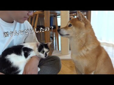 柴犬ハチ、様子がおかしい。