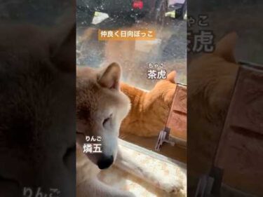 猫と犬　並んで日向ぼっこ。#茶トラ猫 #柴犬 #shibainu