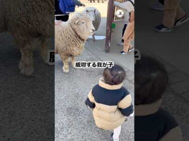 ママ焦って思わず出た言葉が…｜PECO