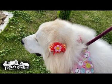 お転婆だけど…リボンが似合うベルとリリーです　Great Pyrenees　グレートピレニーズ