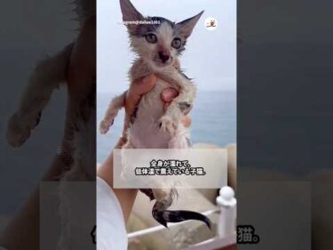 【韓国】雨の日に出会った子猫｜PECO