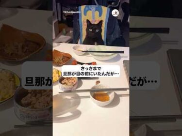 旦那が猫に…？｜PECO