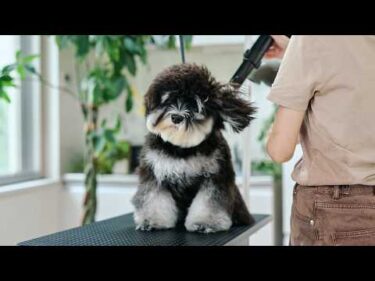 衝撃のビフォーアフター！？モサモサすぎるシュナウザーをトリミングしたら
