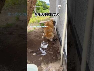 大事にしたいものだから…｜PECO