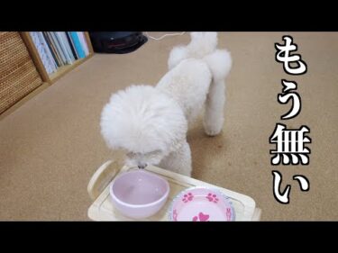 普段ご飯に執着しない愛犬と女子会ランチしたら喜びすぎてご飯が瞬で無くなりましたｗ