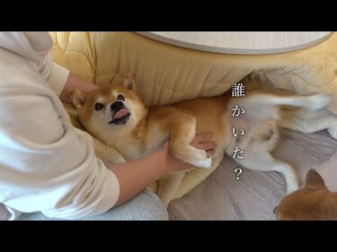 ん？‥柴犬ハチ、庭で見つける。