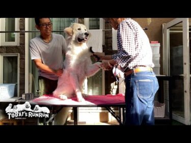 ブラッシング中は手を握ってもらいたいリリーです　Great Pyrenees　グレートピレニーズ
