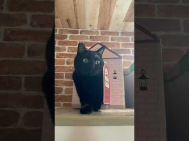セリアの猫ハウスから出てくるむーくん。#黒猫
