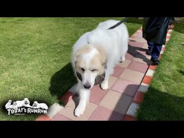 シャンプーへ行ったアランとやっぱり着いていったベルとリリーです　Great Pyrenees　グレートピレニーズ
