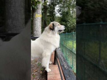 Belle ベル #greatpyrenees #todaysrunrun #グレートピレニーズ #今日のルンルン