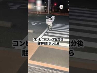 コンビニ行って数分後、戻ったら自転車に猫が乗ってた😳｜PECO