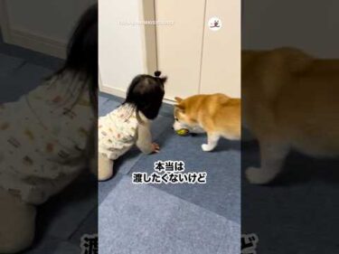 妹が泣くからボールをあげた｜PECO