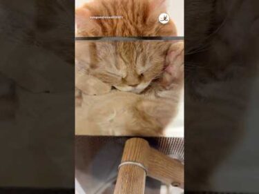 猫の裏側をお見せします｜PECO