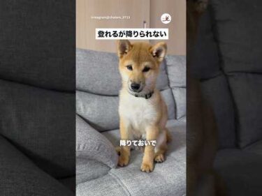 登るはできるが降りるはできない｜PECO