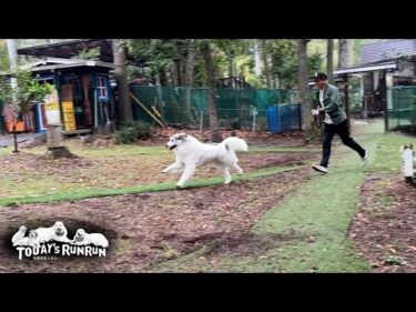 家族旅行の出発前にいつもより張り切って行かないフリをしたベルです　Great Pyrenees　グレートピレニーズ