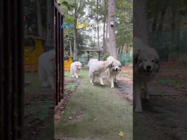 Alain アラン Belle ベル Lily リリー #greatpyrenees #todaysrunrun #グレートピレニーズ #今日のルンルン