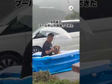 プール遊び中に大雨降ってきた｜PECO