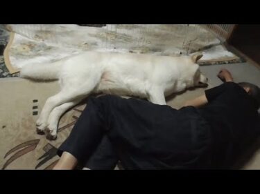 【秋田犬ゆうき】玄関から部屋に戻って来たのでさっそく添い寝♪と思ったら近すぎて拒まれる【akita dog】
