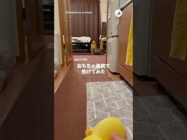 おもちゃ持ってくる途中に新しいおもちゃ投げてみた｜PECO