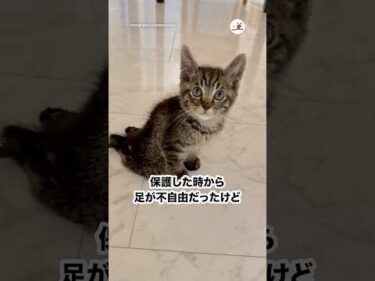 街中で足が不自由な子猫と出会って…｜PECO