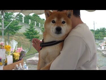 人生を変えてくれた柴犬に‥想いを伝えてきました。