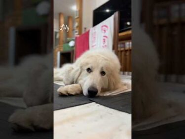 Lily リリー #greatpyrenees #todaysrunrun #グレートピレニーズ #今日のルンルン