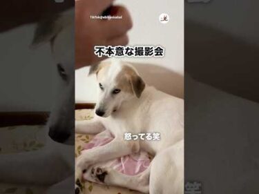 🐶「なにがおもろいねん」｜PECO