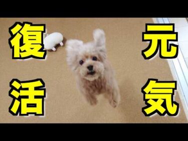 手術後しんどそうだった愛犬が元気100％まで回復しました！【トイプードル】