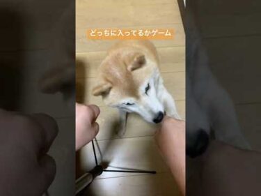 どっちに入ってるかゲームでテキトーに選ぶ柴犬燐五（りんご） #柴犬 #shibainu