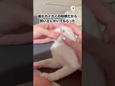 生後2ヶ月の子猫のカイカイ｜PECO