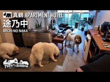 【HOTEL 途乃中】海が見える素敵なホテルでのんびり過ごしたアランとベルとリリーです　Great Pyrenees　グレートピレニーズ