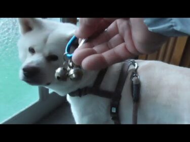 【秋田犬ゆうき】一件挟んだ隣にもクマが出たので鈴を鳴らして少しビビりながらお散歩をする【akita dog】