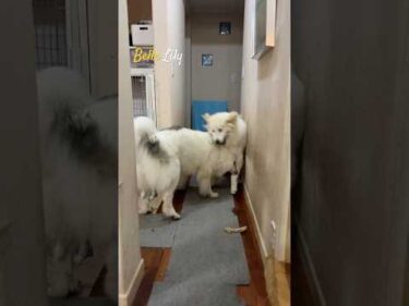 Belle ベル Lily リリー #greatpyrenees #todaysrunrun #グレートピレニーズ #今日のルンルン