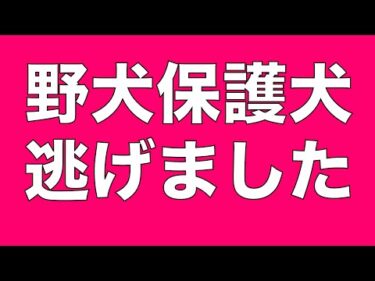 【緊急ライブ】野犬保護犬が散歩中に逃走　拡散と情報お願いします　15時より配信