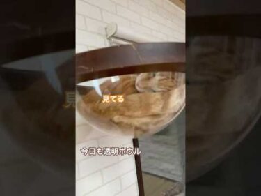 チャコは今日もハンモックがお気に入り。 #cat #猫 #茶トラ猫