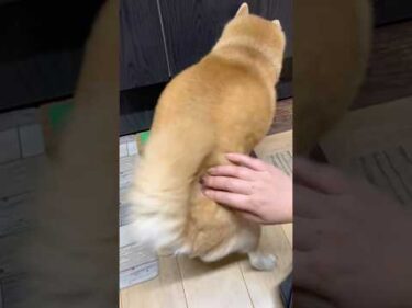 一五（いちご）腰とんとんの後、水場にたどり着く。 #柴犬 #shibainu