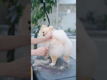 天使すぎる！桃尻まんまるポメラニアンの作り方#shorts  #子犬 #トリミング #asmr #ヘアカット