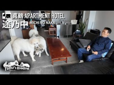 後編【HOTEL 途乃中】静かで穏やかな真鶴町を堪能し帰路についたアランとベルとリリーです　Great Pyrenees　グレートピレニーズ