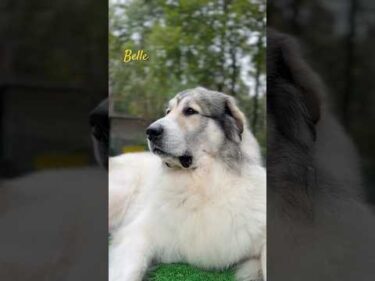 Belle ベル #greatpyrenees #todaysrunrun #グレートピレニーズ #今日のルンルン