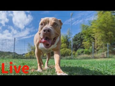 【ライブ】野犬タキちゃん逃走　ご報告