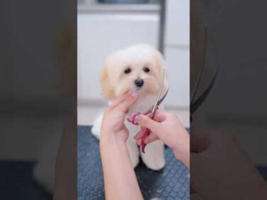 生後４ヶ月の子犬が初めてのヘアカットしたら✂️ #shorts  #子犬 #トリミング #asmr #ヘアカット
