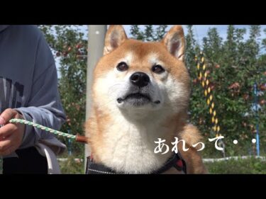 柴犬ハチ、散歩中のまさかの出会いにこの表情。