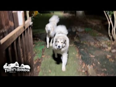 ケーキと聞いて猛ダッシュで駆けつけたベルとリリーです　Great Pyrenees　グレートピレニーズ