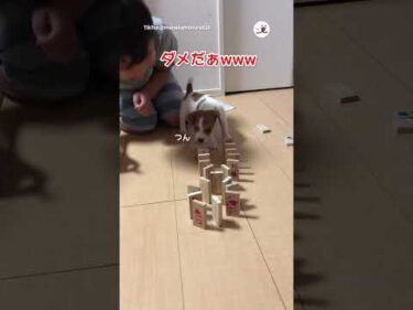 やりなおし！😅｜PECO