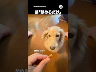 舐めるだけという芸｜PECO