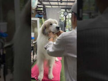 Alain アラン #greatpyrenees #todaysrunrun #グレートピレニーズ #今日のルンルン