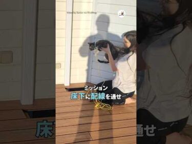 猫さん床下の配線工事を手伝って｜PECO #shorts