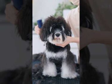 あまりにも毛の伸びたシュナウザーをカットしたら・・・ #トリミング #子犬 #asmr #puppy  #犬のいる暮らし